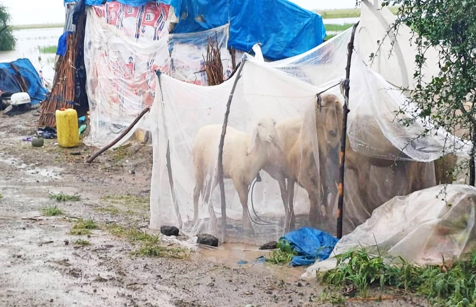 Inondations dans l'Extrême-Nord : Le Logone-et-Chari dans l’attente des secours