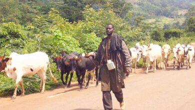Adamaoua : 1060 bœufs volés aux Mbororos en 6 mois