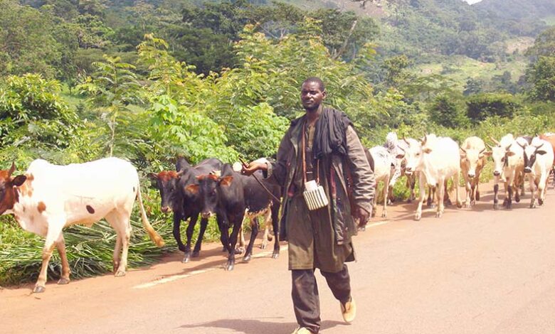 Adamaoua : 1060 bœufs volés aux Mbororos en 6 mois