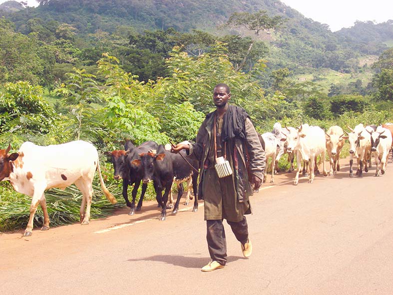 Adamaoua : 1060 bœufs volés aux Mbororos en 6 mois